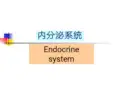 组织胚胎学PPT12 内分泌系统课件