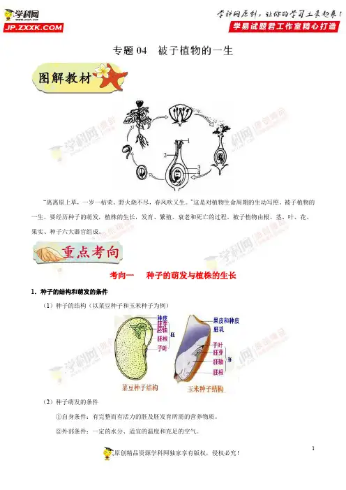 专题04 被子植物的一生-备战中考河南生物识图题之专项提分(原卷版)
