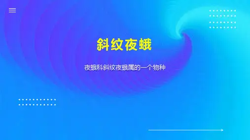 斜纹夜蛾    