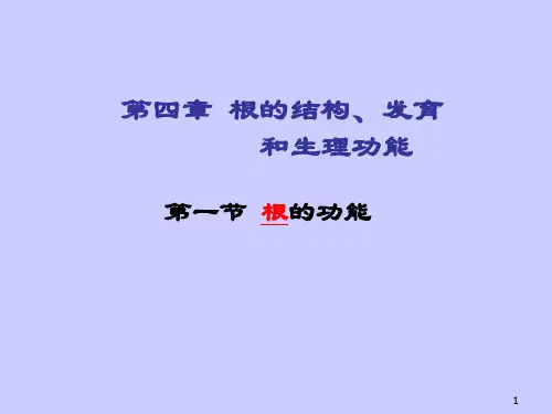 根