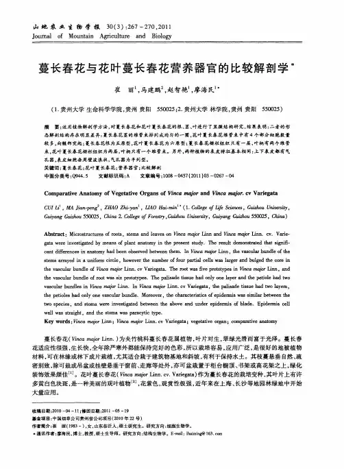 蔓长春花与花叶蔓长春花营养器官的比较解剖学