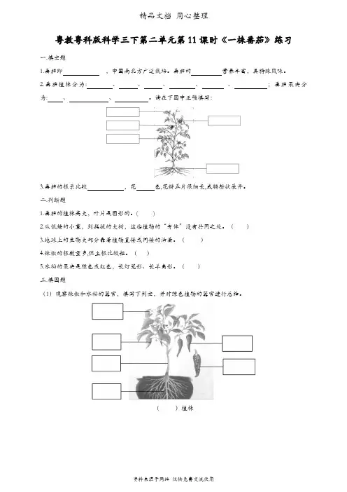 (新教材)粤教粤科版三年级下册科学 第11课 一株番茄 课时练(同步练习)