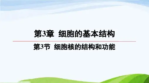 第三章第3节细胞核的结构和功能高中生物必修一人教版