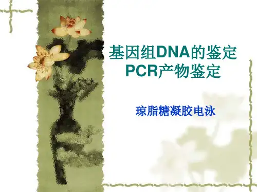 3-基因组DNA与PCR产物的鉴定