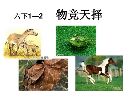 六年级下册科学课件-1.2 物竞天择｜湘教版 (共18张PPT)