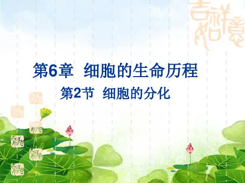生物必修1人教版6.2细胞的分化(共21张ppt)精选优质 课件