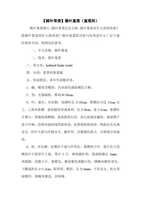 【阔叶草类】戟叶堇菜(堇菜科)