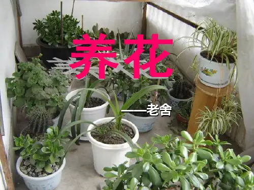 《养花》5精选优质 PPT