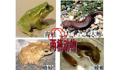 人教版初二八年级生物 两栖动物的生殖和发育 名师教学PPT课件