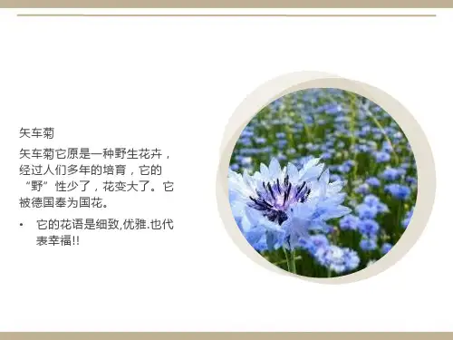 各种花的花语和图片
