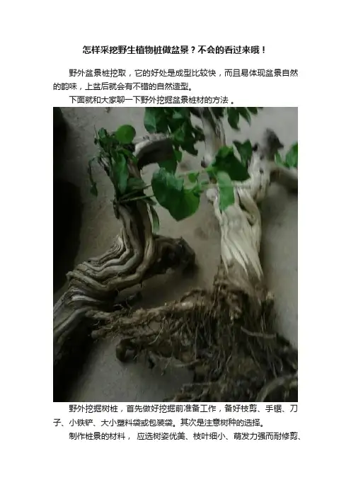 怎样采挖野生植物桩做盆景？不会的看过来哦！