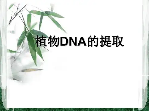 植物DNA的提取ppt课件