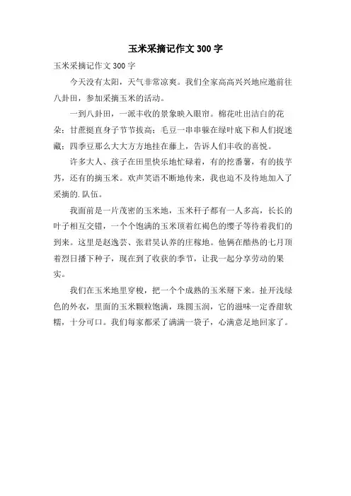 玉米采摘记作文300字