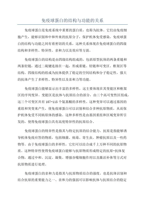 免疫球蛋白的结构与功能的关系