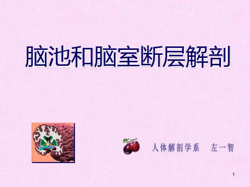 脑室和脑池断层解剖PPT课件