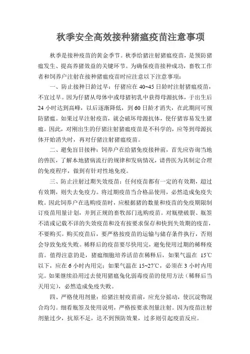 秋季安全高效接种猪瘟疫苗注意事项