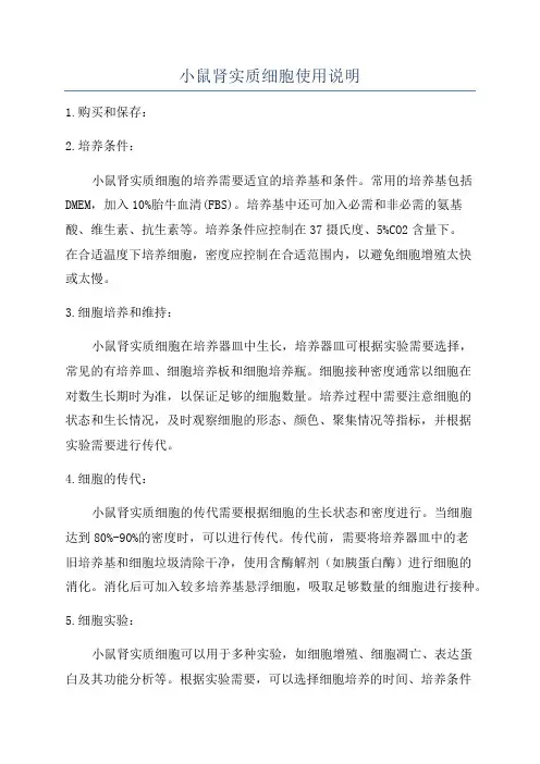 小鼠肾实质细胞使用说明