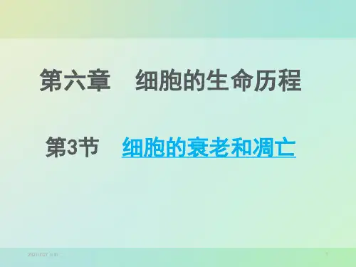 齐鲁医学细胞的衰老和凋亡优质课.pptx