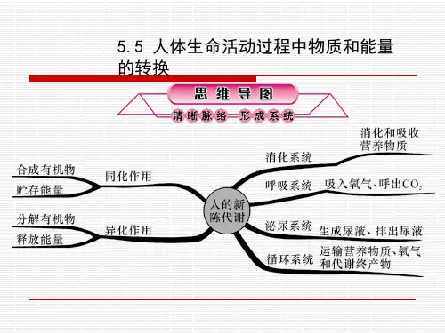 5.5 人体生命活动过程中物质和能量的转换