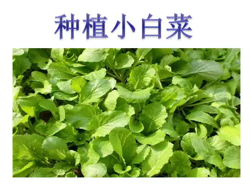 种植小白菜的课件