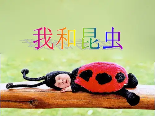 《我和昆虫》课件3