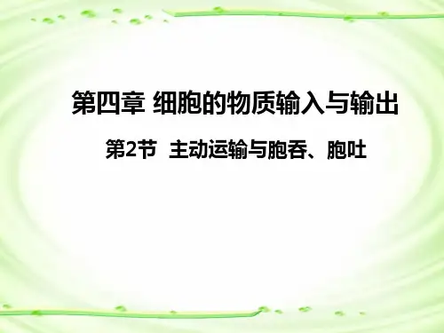 4.2主动运输与胞吞、胞吐课件 高一生物人教版(2019)必修一