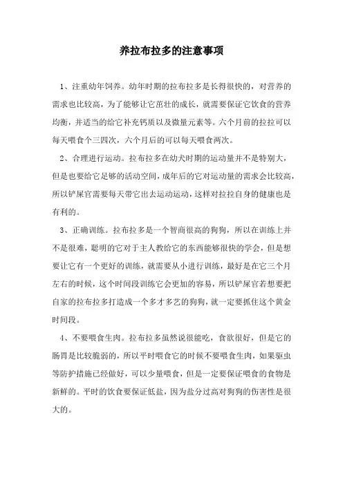 养拉布拉多的注意事项