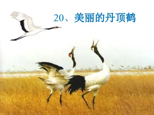 《美丽的丹顶鹤》教学课件ppt 