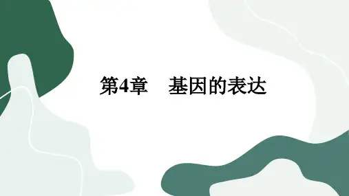 人教版生物学必修第二册4-1《基因指导蛋白质的合成》课件PPT