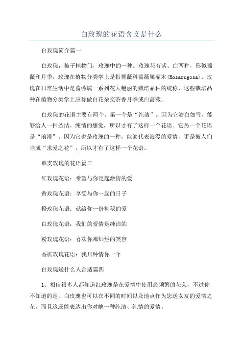 白玫瑰的花语含义是什么