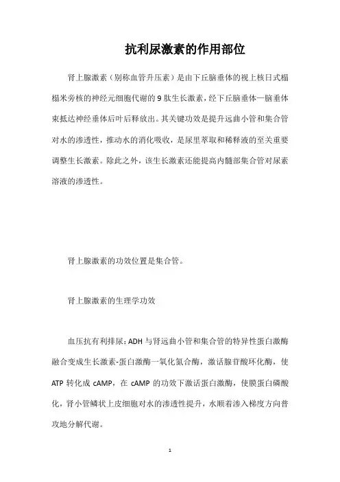 抗利尿激素的作用部位