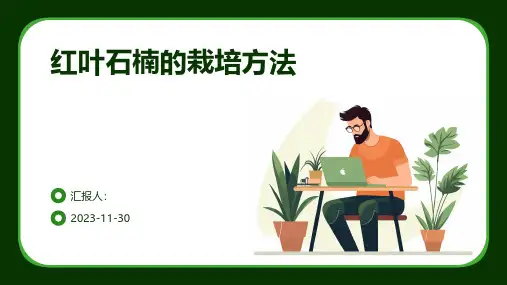 红叶石楠的栽培方法