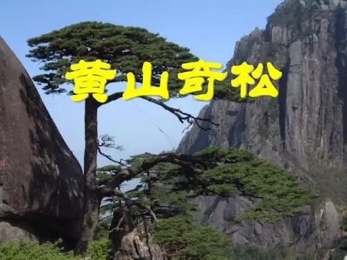《黄山奇松》PPT课件3 (共34张PPT)