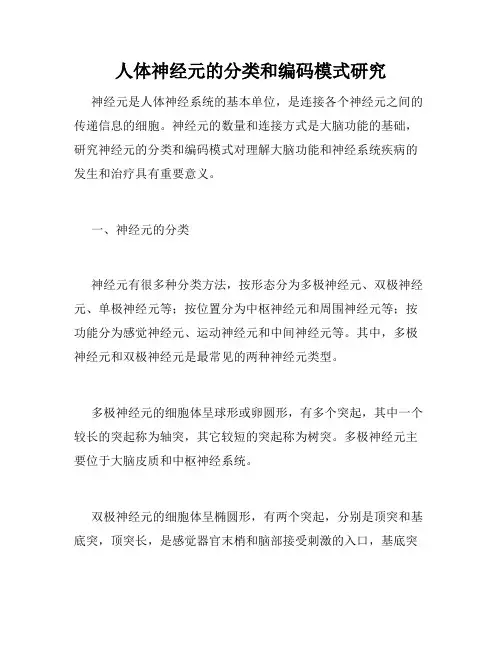 人体神经元的分类和编码模式研究