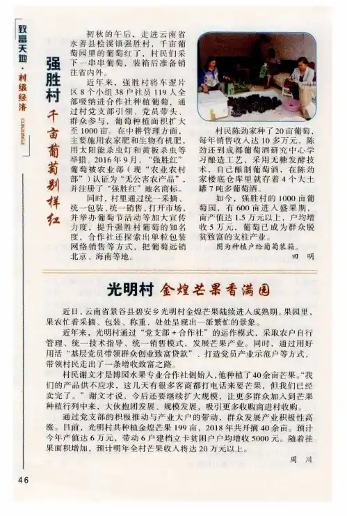 强胜村千亩葡萄别样红
