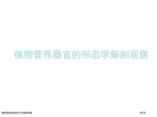 植物营养器官的形态学解剖观察