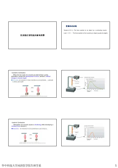 2.10 肌细胞收缩效能的影响因素 PPT
