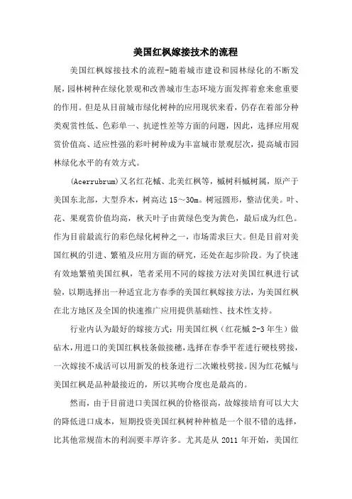美国红枫嫁接技术的流程