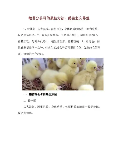 鹅苗分公母的最佳方法,鹅苗怎么养殖