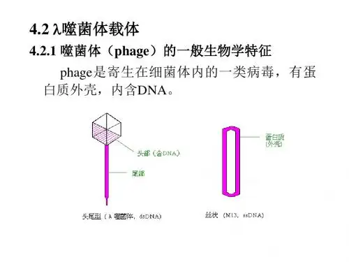 基因工程4-2 (简要) 基因工程的载体