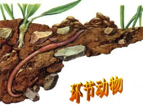 环节动物与节肢动物 PPT课件