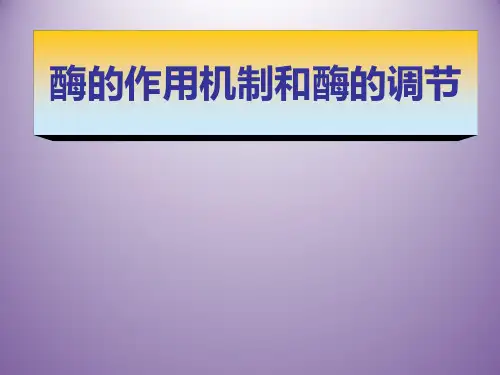 酶的作用机制和酶的调节