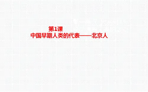 人教版七年级历史上册第1课 中国早期人类的代表——北京人(共19张PPT)