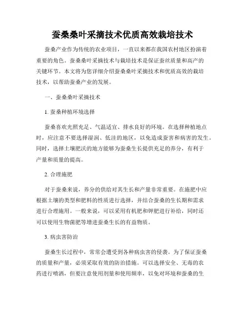 蚕桑桑叶采摘技术优质高效栽培技术