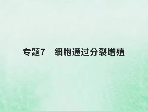 高考生物基础知识综合复习第三单元细胞的生命历程专题7细胞通过分裂增殖课件