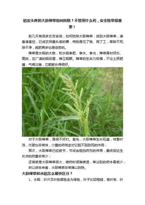 稻农头疼的大龄稗草如何防除？不管用什么药，安全除草很重要！