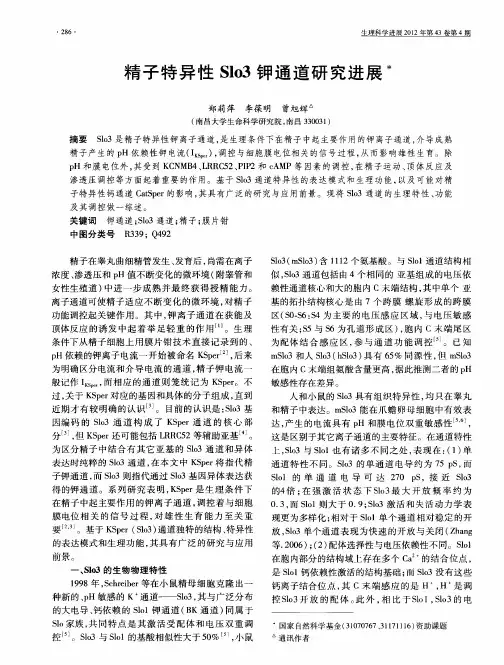 精子特异性Slo3钾通道研究进展