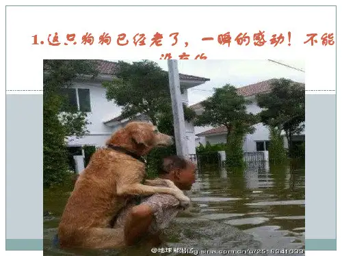 狗狗与人之间的温情故事