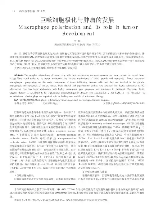 巨噬细胞极化与肿瘤的发展