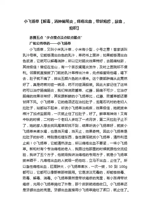 小飞扬草【解毒，消肿阑尾炎，痔疮出血，带状疱疹，尿血，疳积】